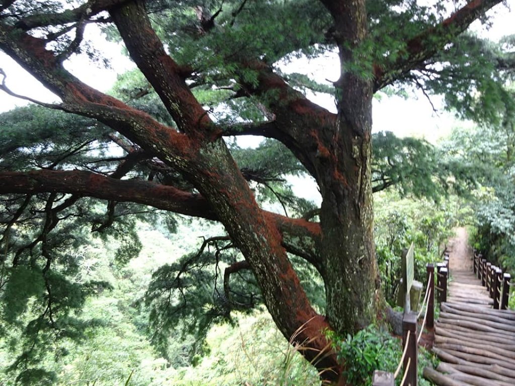 為雪山東峰特訓--大坑步道452_438155