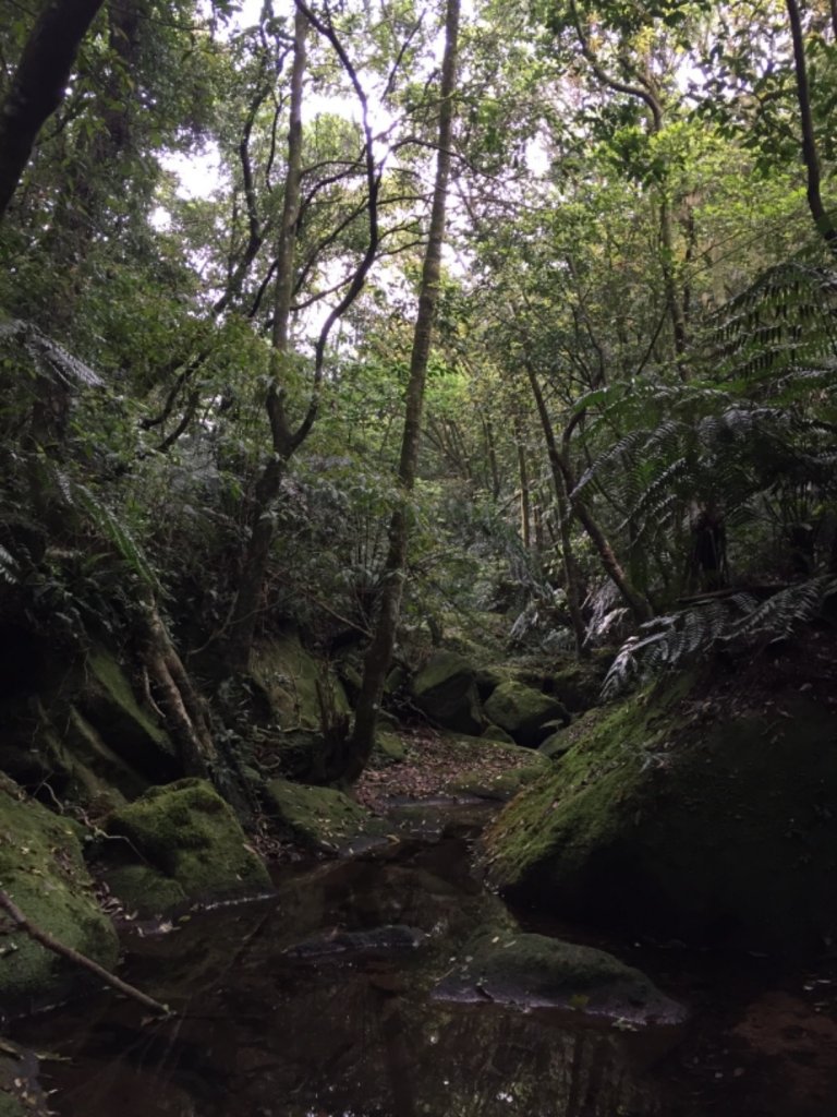 臺北大縱走第四段_946811