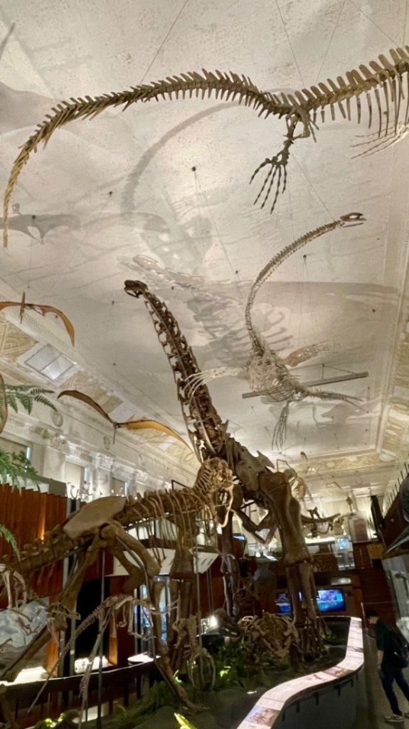 雨天備案💙 台灣博物館的古生代館-台大動植物館免費參觀-北投♨️季_2799015