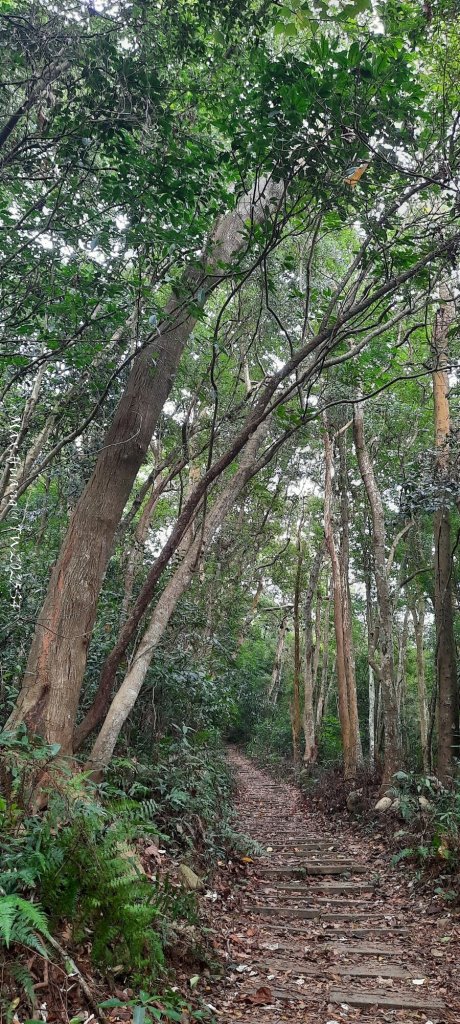 《苗栗》霧雨寒流｜三義三角山步道20251225_2969197