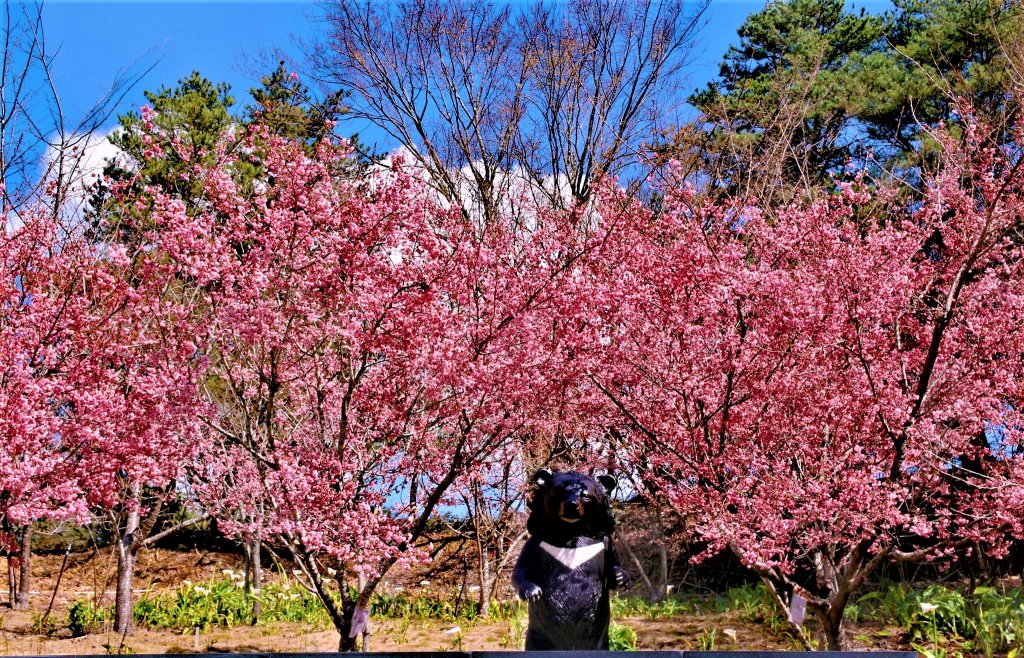 千櫻園 • 滿園粉紅棉花糖掛樹稍_1620725
