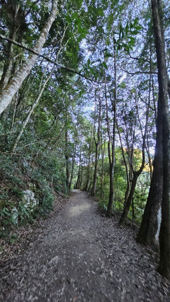 【細說大雪山木馬古道】橫嶺山、沙蓮山、笛吹山O繞_2921073