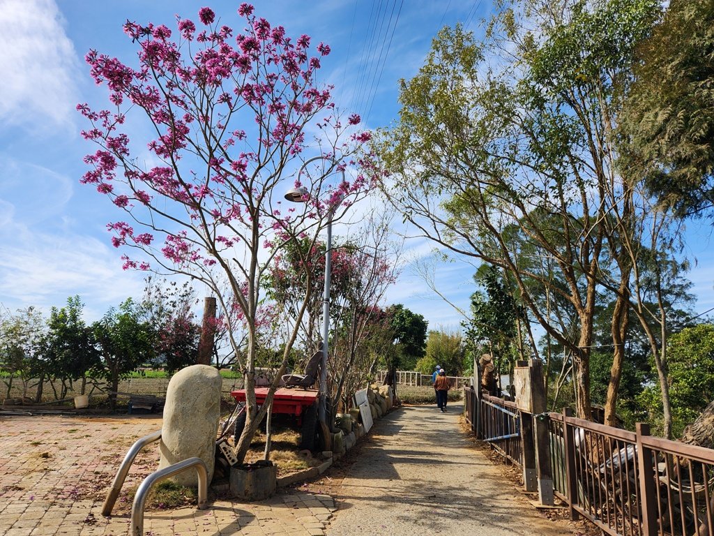 【彰化清水巖】十八彎古道連走擎天崗(中央嶺步道)_2038031