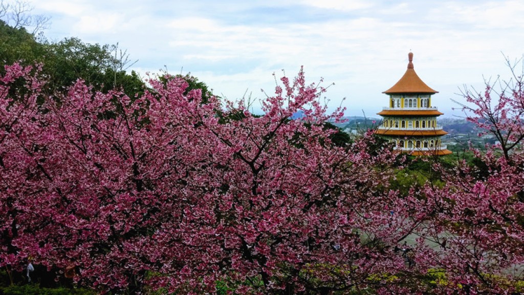 天元宮的櫻花封面圖