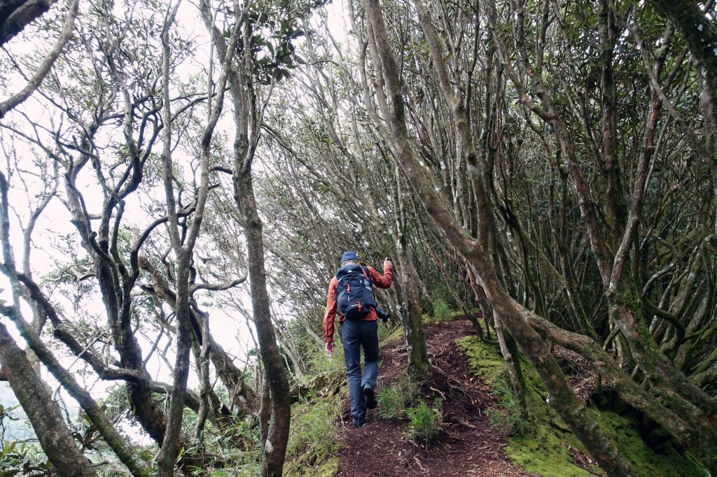 苗栗。加里山 大O型 2018.03.1_293764