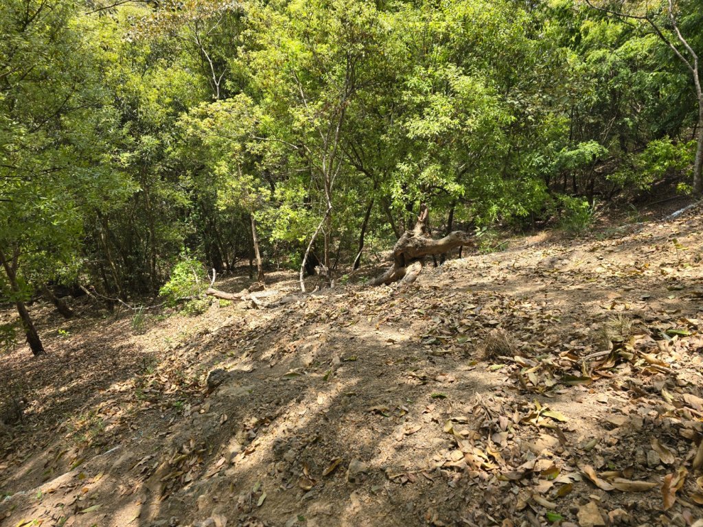 谷關松鶴橋對面的德芙蘭生態步道順登東卯山西南峰_2748298