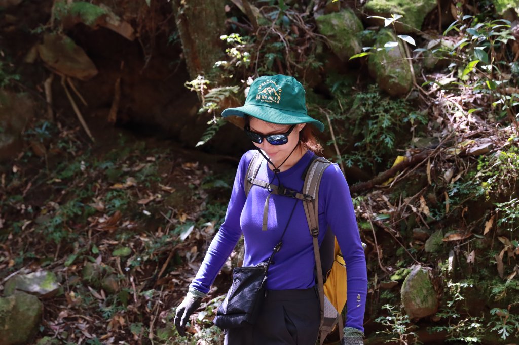 北插山腳散步之赫威神木群_2757676