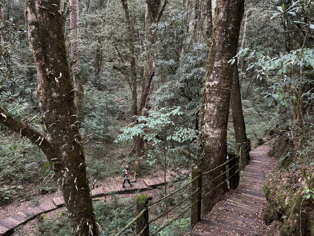 金柑樹山 杉林溪森林遊樂區_2449218