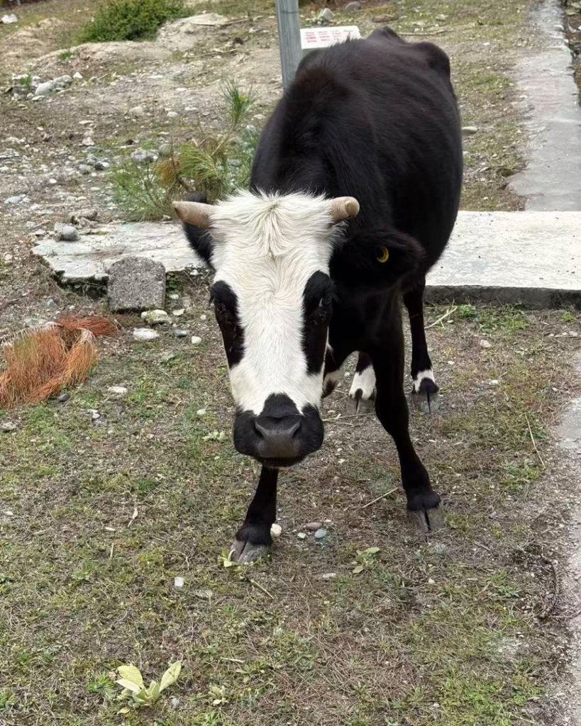 西藏♥️可愛動物🐎人物寫真/拉薩旅拍/美食_2902879