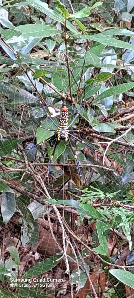 苗栗-獅頭山_1745110