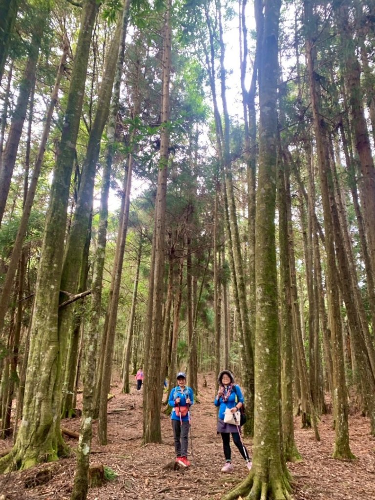 觀霧瀑布 賞鳥步道_2926519