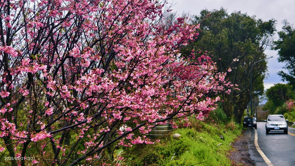 #十八份拐圳步道 #墨染櫻 2/21_2717233