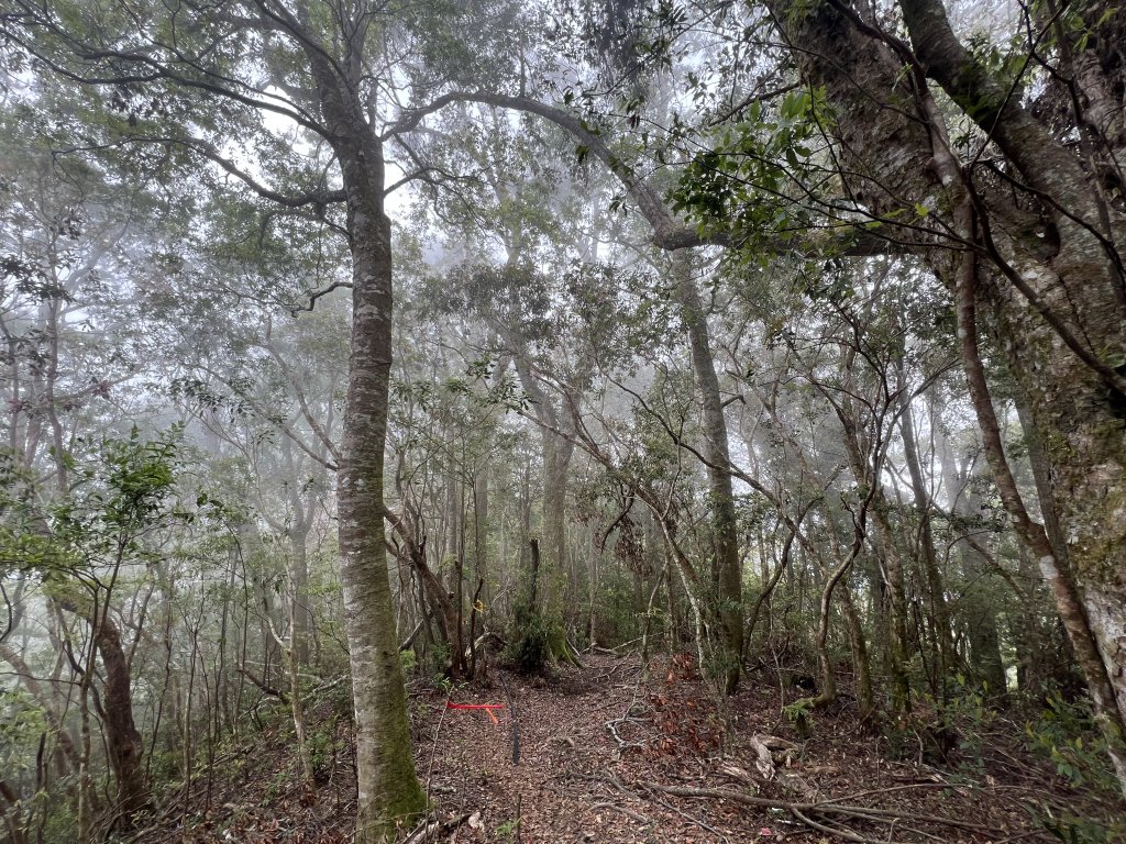 ~  塔  曼  山  ~_2782776