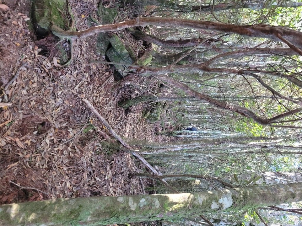 油霞麥縱走O型_1993010