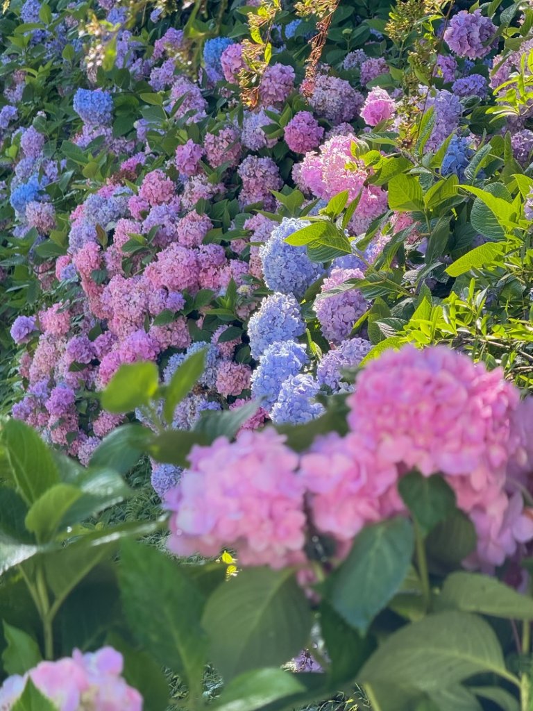 鹿屈山-三大障礙心好累，繡球花-杉林溪賞花趣封面圖