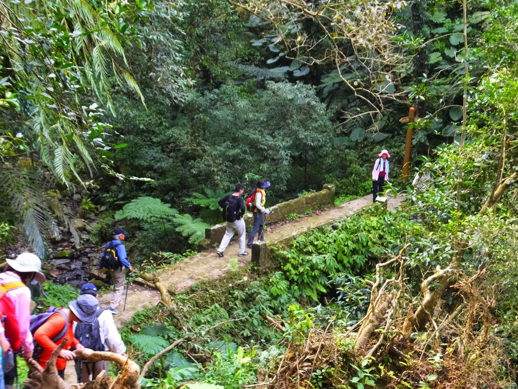 柳杉成林 百年石階---新竹橫山騎龍古道_132698