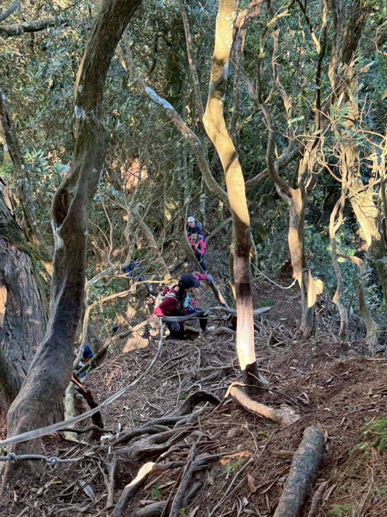 🌈11/9(日)高島縱走~高台山連走島田山山徑✨FB：熊熊趴爬走🌈_2932480