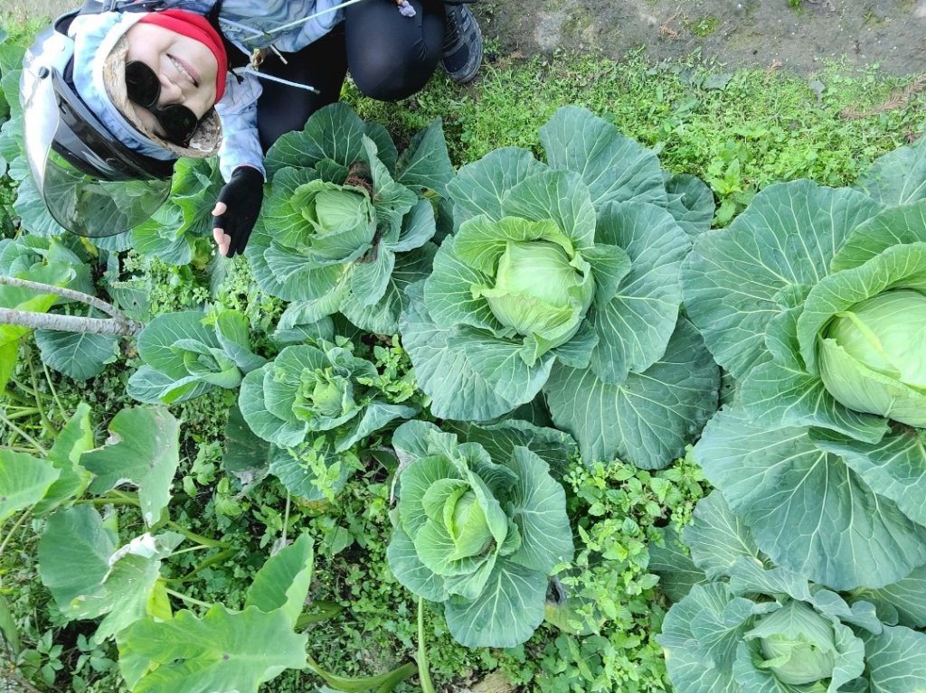 遇上櫻花季的直潭山_1252776