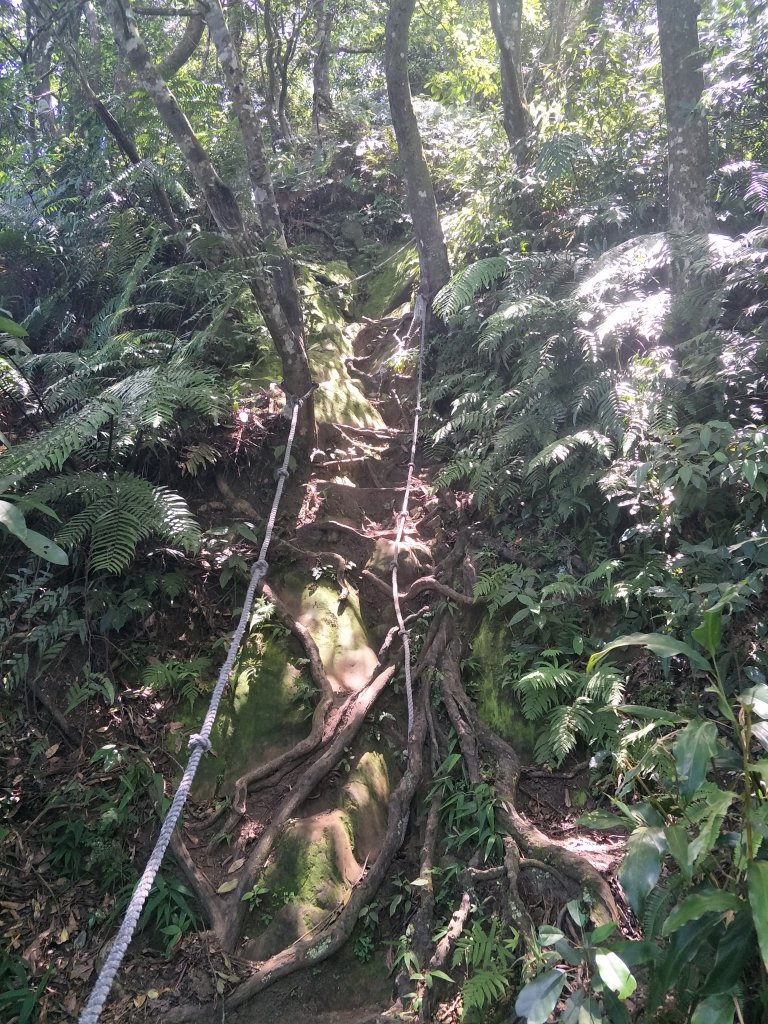 2019 07 17 金面山步道_631763