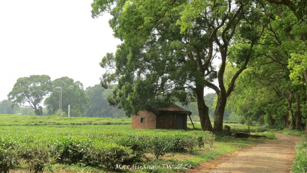 《苗栗》茶園古道｜三義登三義山慈濟山（三通嶺啟登）20240405_2472242