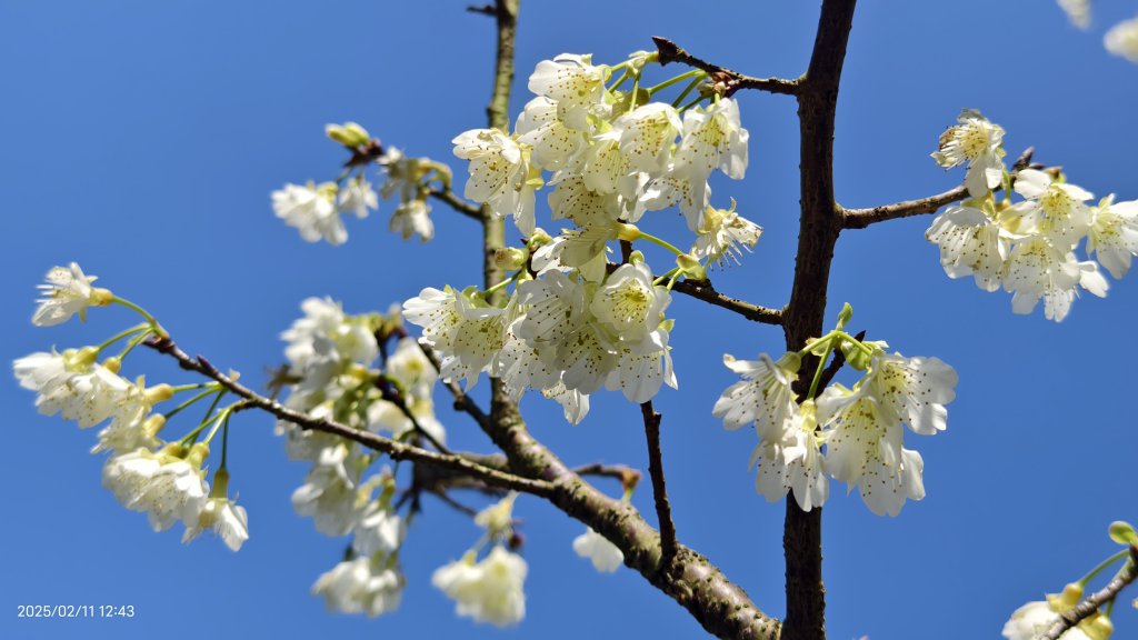 追花是簡單的快樂，賞花是恬淡的幸褔 2/11_2710603