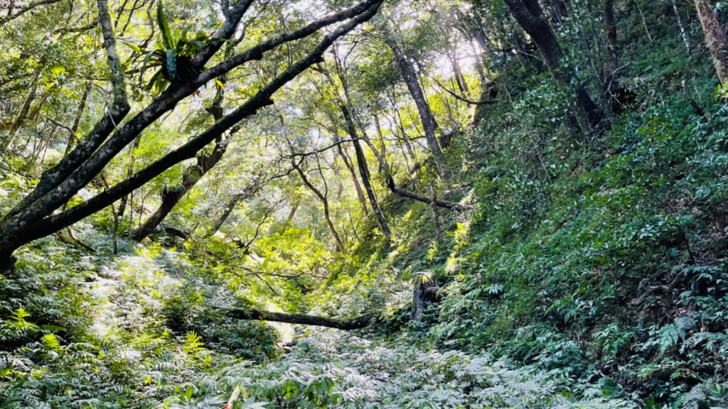 1101010拔刀爾山.美鹿山_1485256