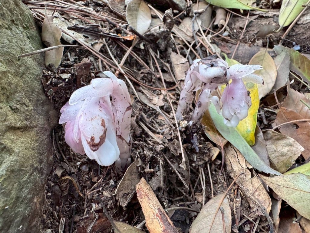 🌈3/29（六）巴蜈縱走~FB：熊熊趴爬走🌈_2749774