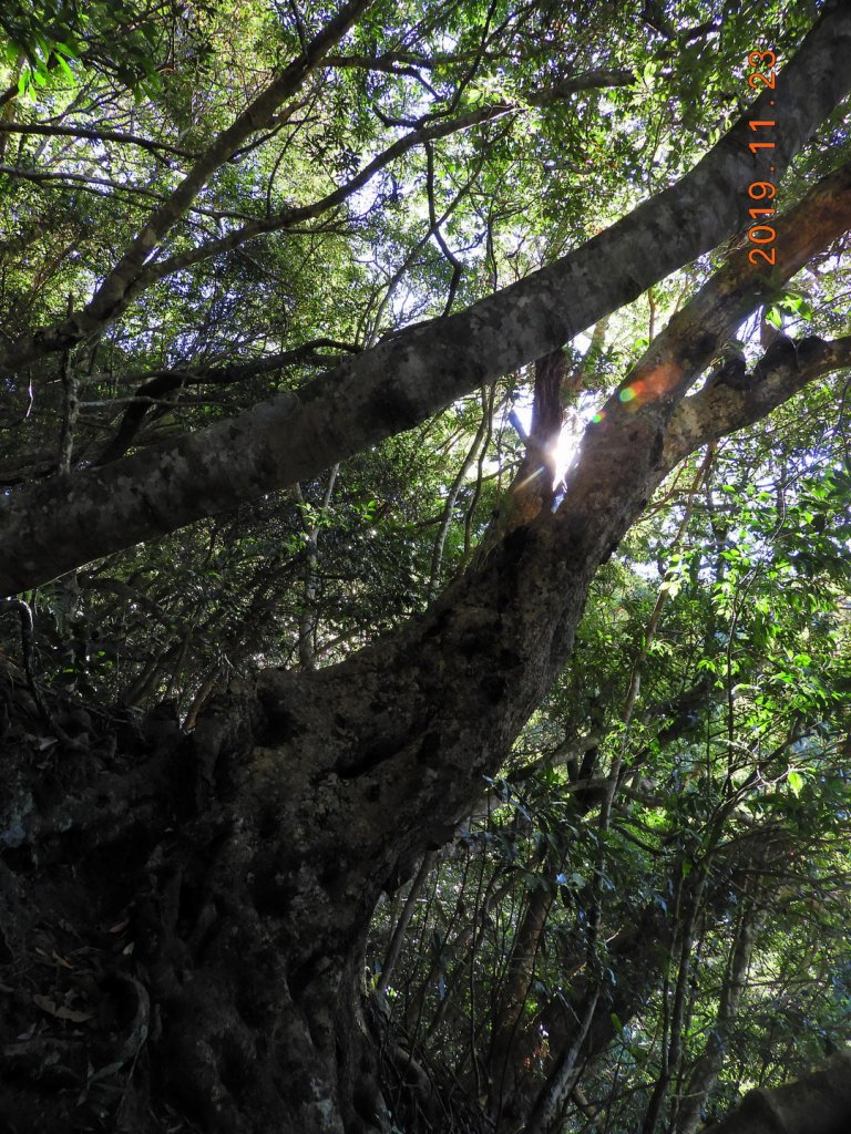 桃園 復興 待矢負山_746161