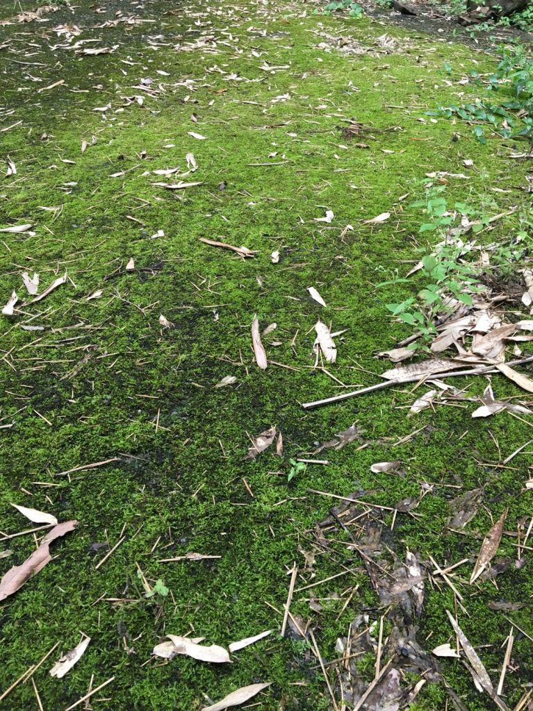 2017-9-22嘉義大凍山_221906