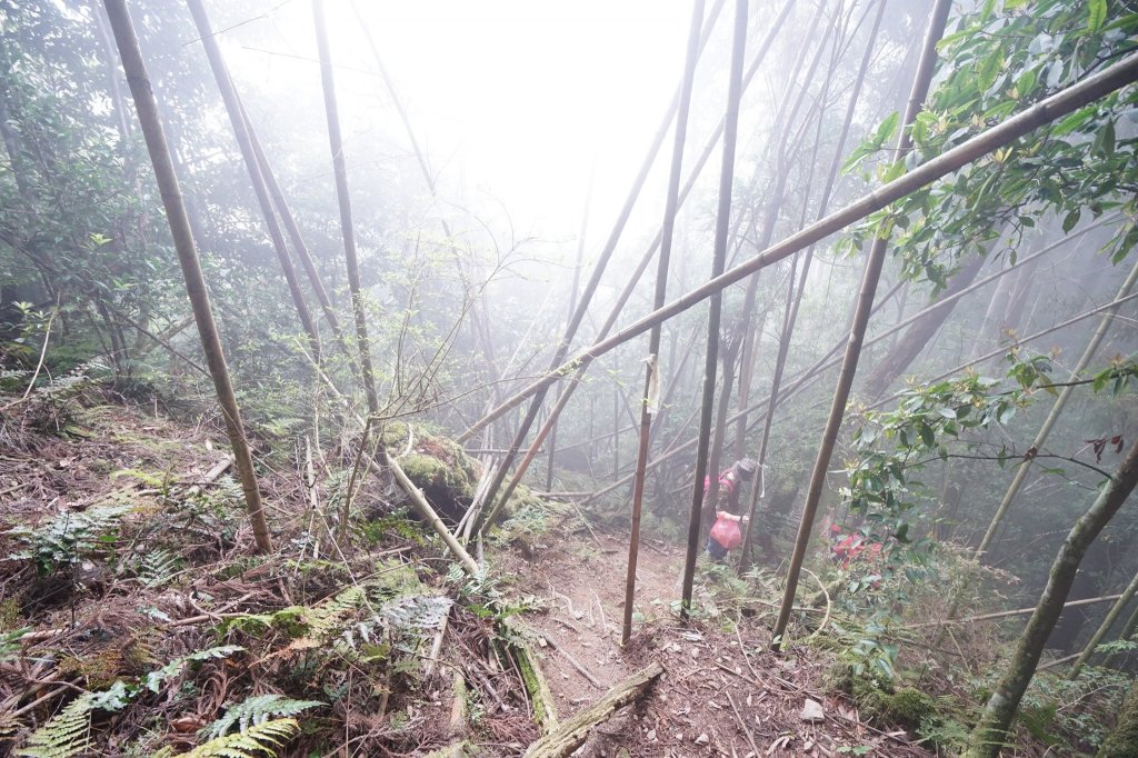 新竹五峰鄉 油羅山O型_938702