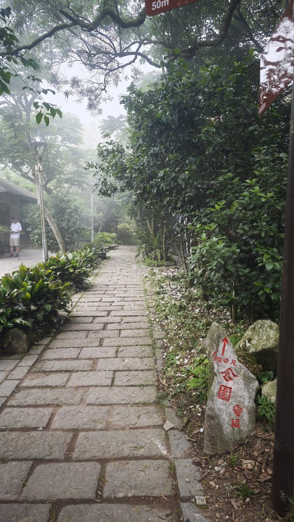 2025-0505 觀音山土路追桐花+牛港稜步道_2781383
