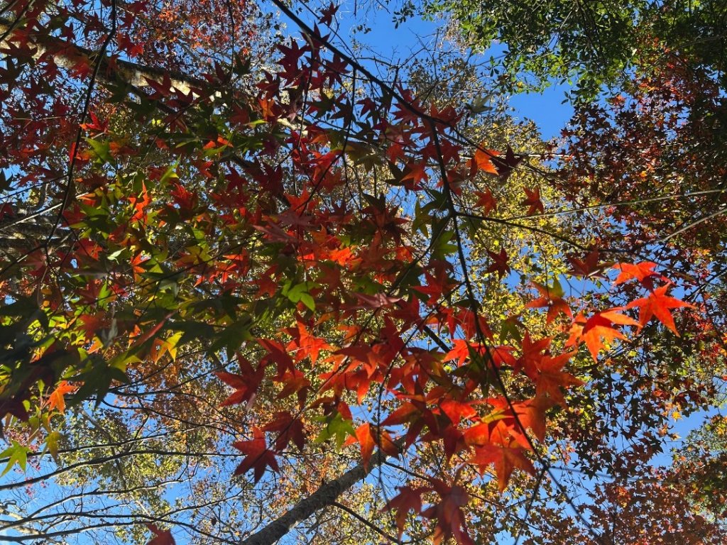 苗栗大湖-馬那邦山-小百岳037_2679935