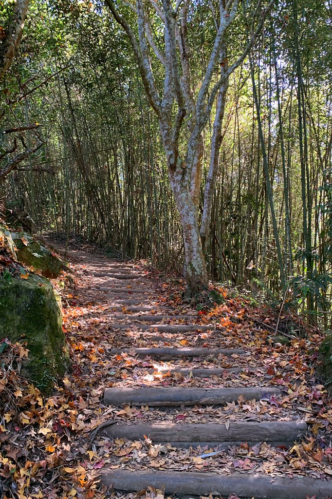 苗栗泰安｜馬那邦山登山步道｜漫步楓紅古戰場．遠眺深藍聖稜線_1574386