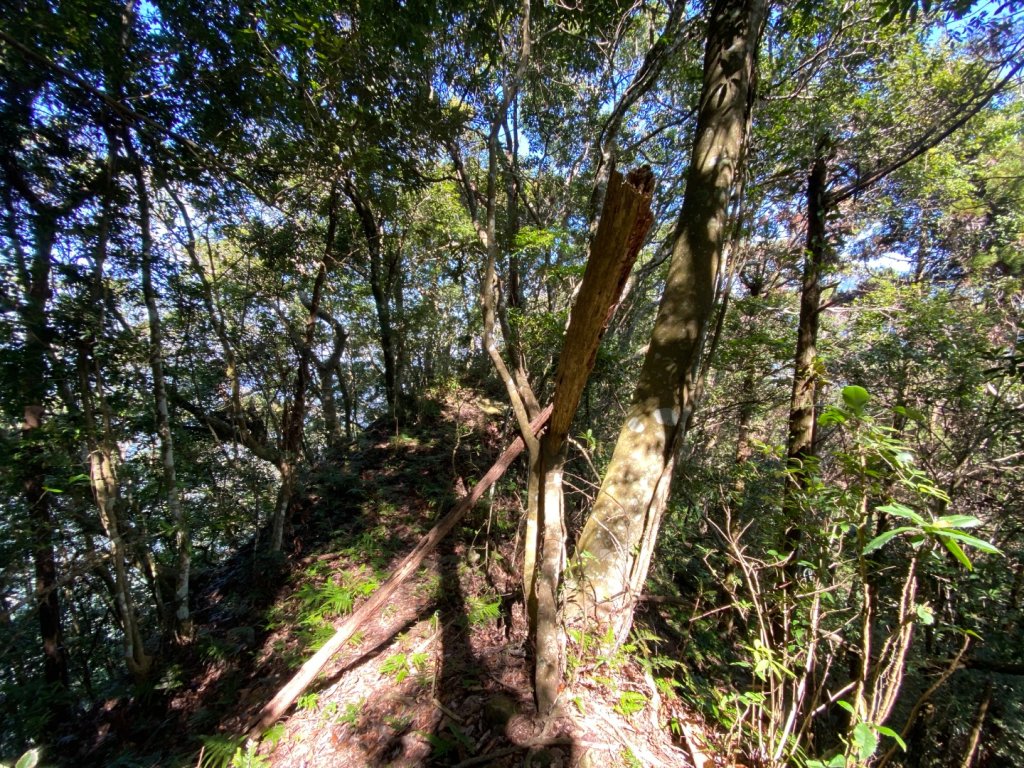 苗栗泰安-水雲三星-上島山_2612759