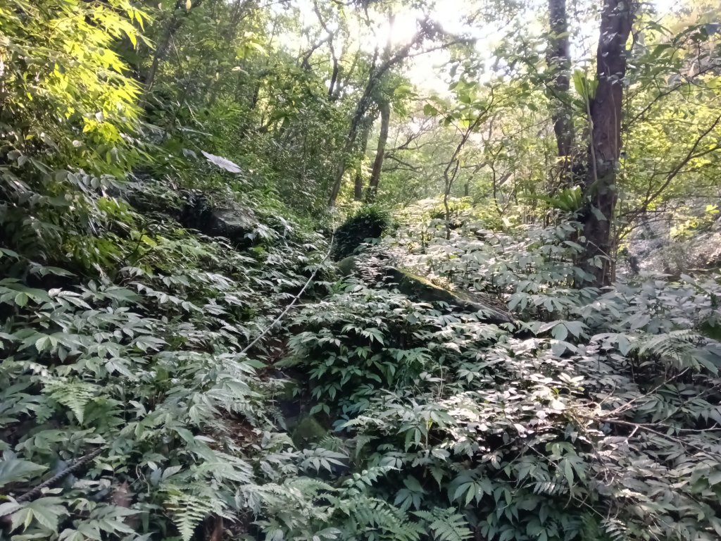 汐止區茄苳越嶺古道+上鹿窟崙山+九層坪山+四分尾山+大尖山8字走_2981543