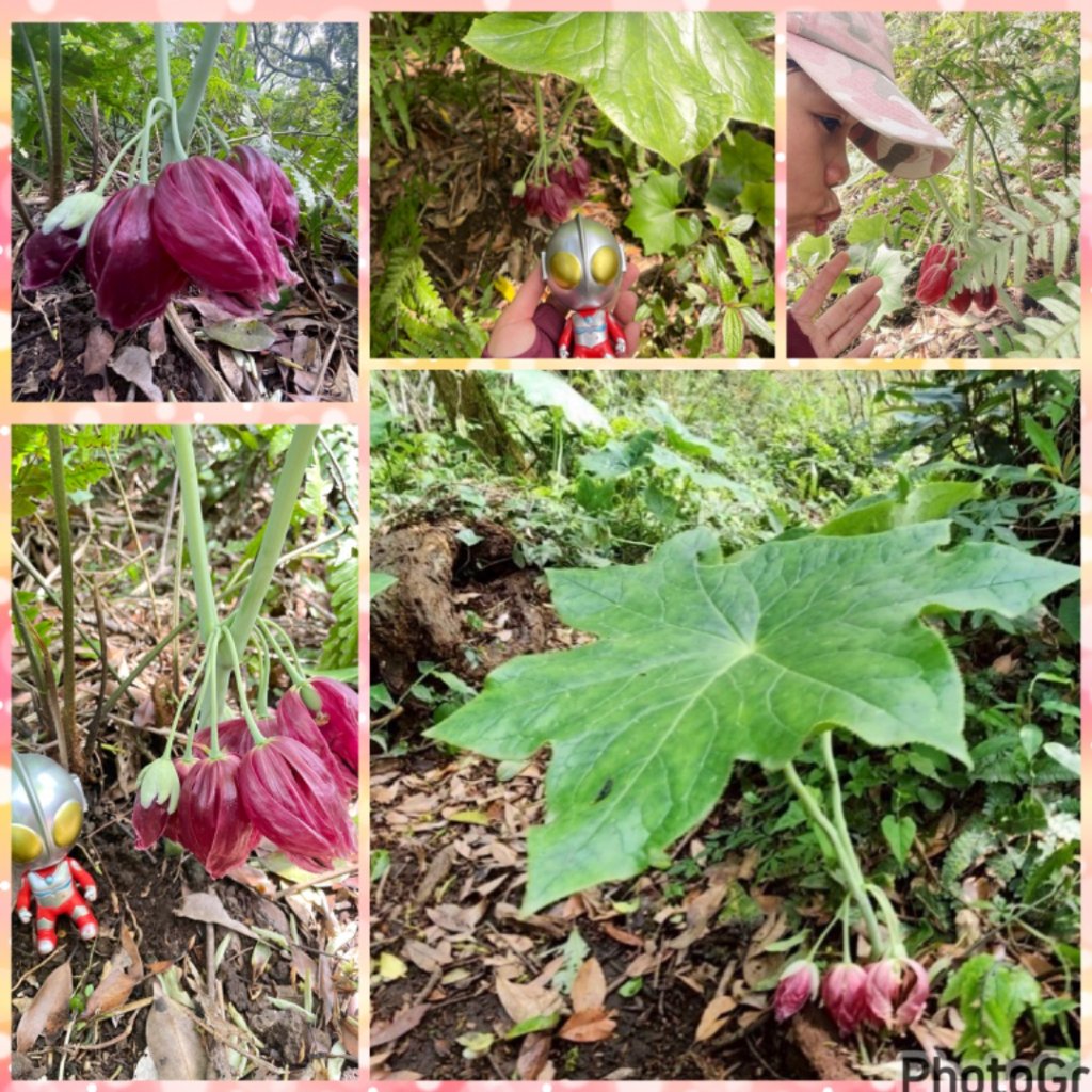 大屯西南稜-上大屯尋找八角蓮採野🥬-貴子坑連走六峰封面圖