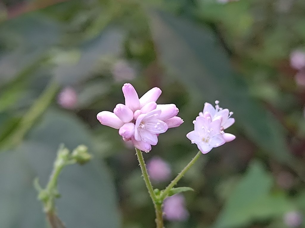 盆貿里山三盆連走_2749524