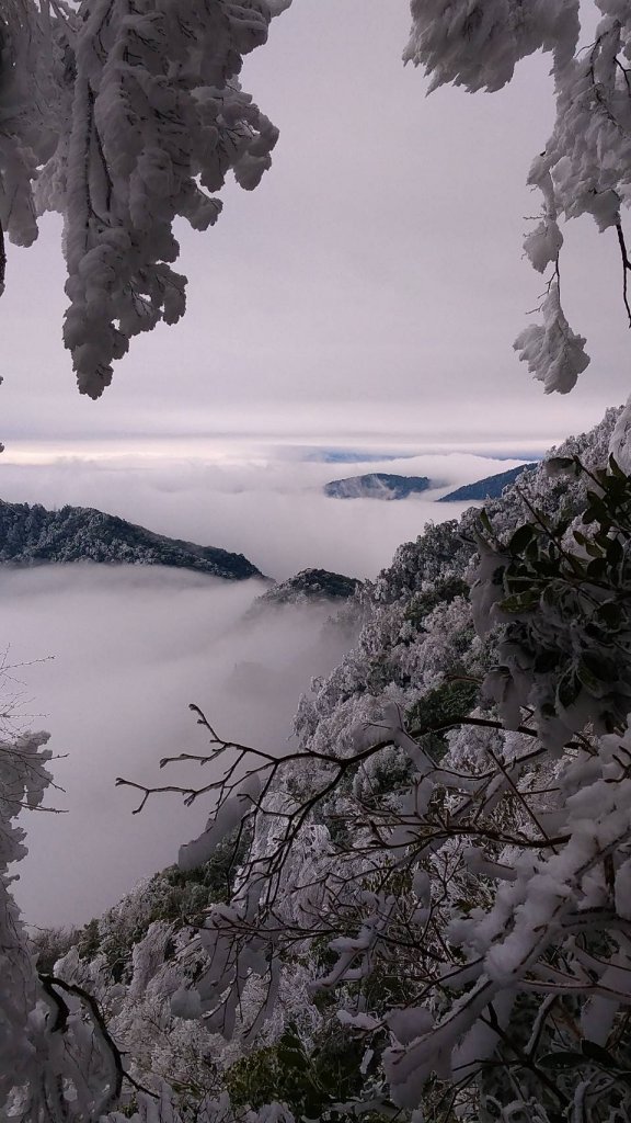 雪白山毛櫸(內鳥嘴山)_1233319