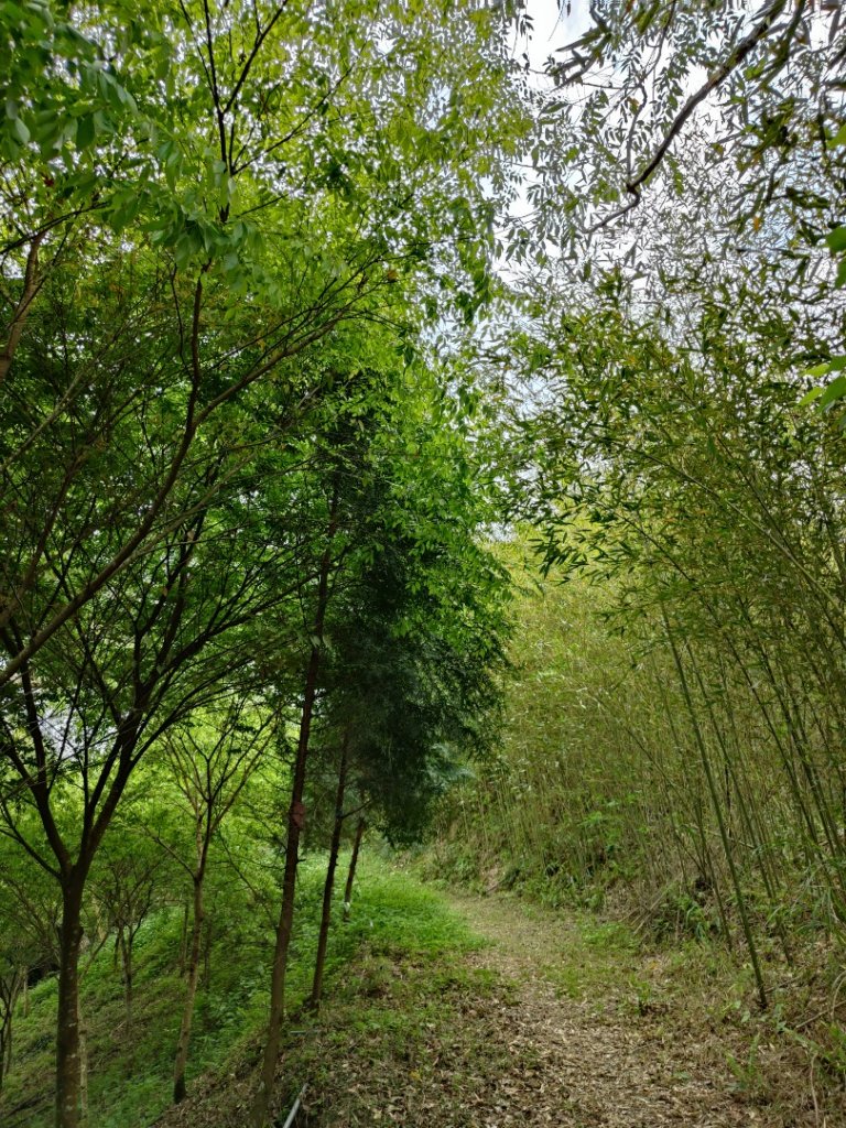 2024.03.24 飛鳳古道_2908493