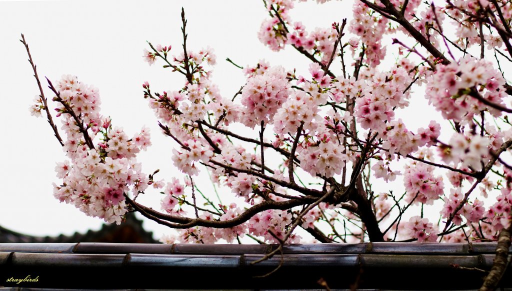 櫻花季的尾聲~在東方寺慢慢的品花落的聲音_910693