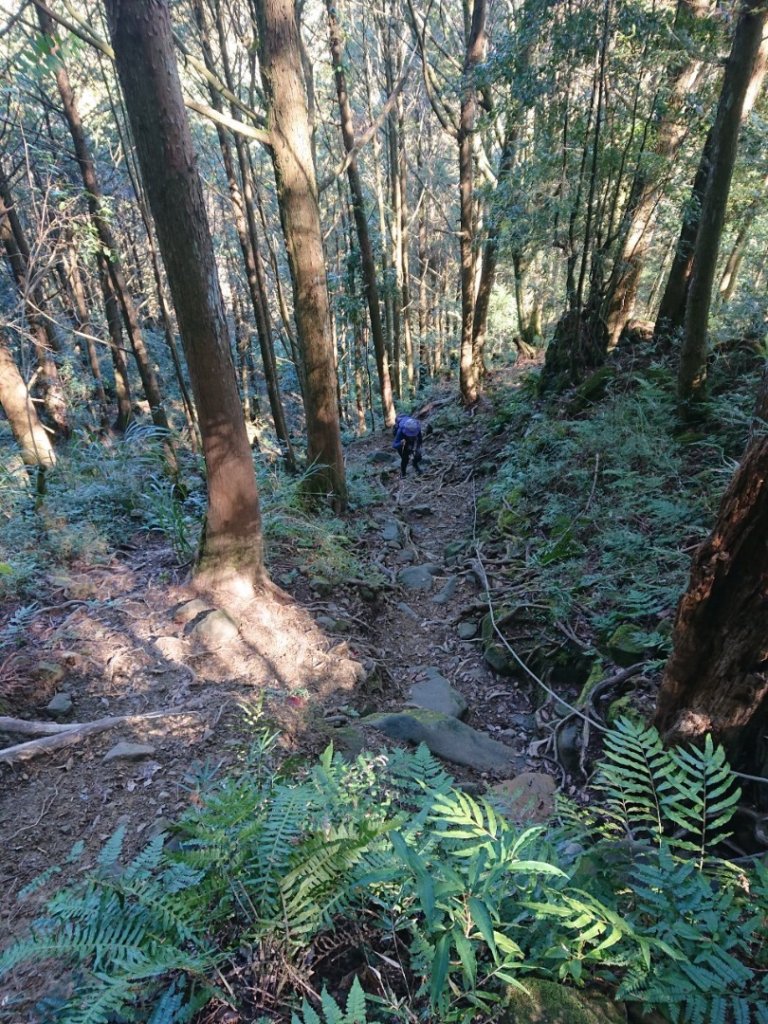 水漾森林、鹿屈山O走_2461725