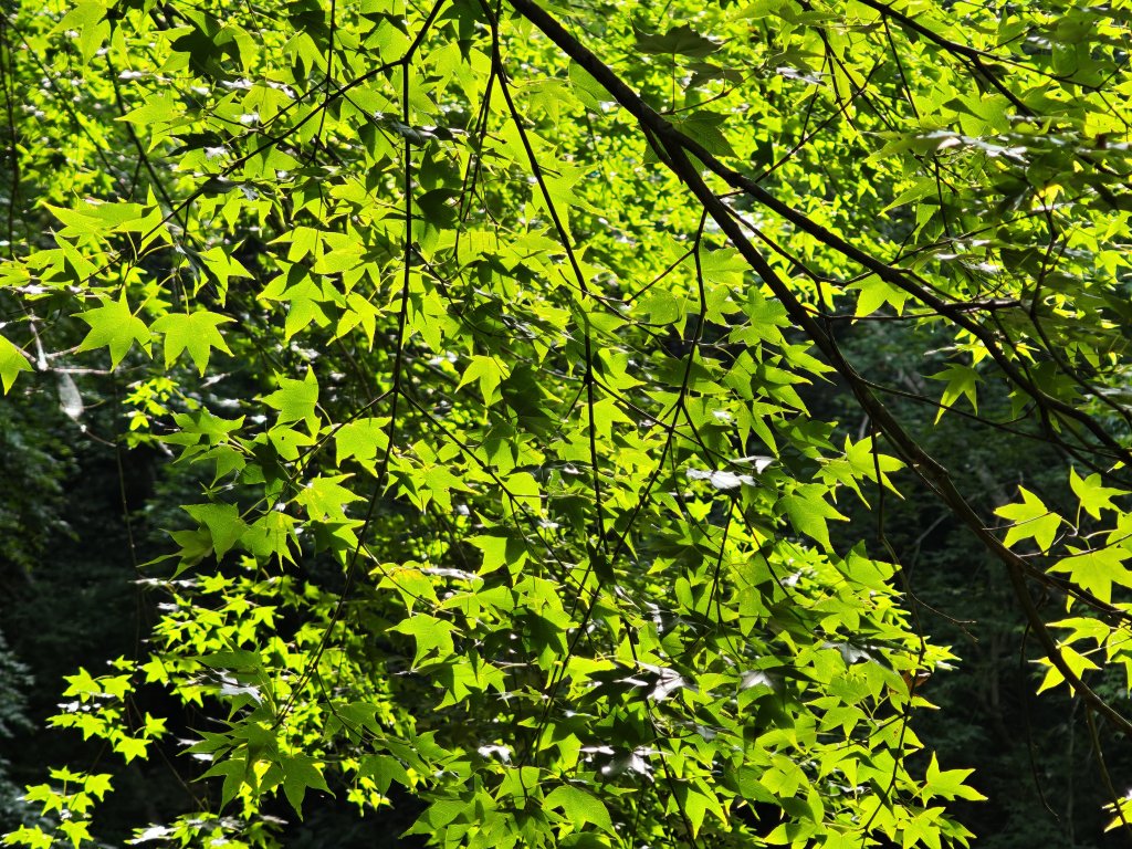 2025_0601 赫威山_2802277