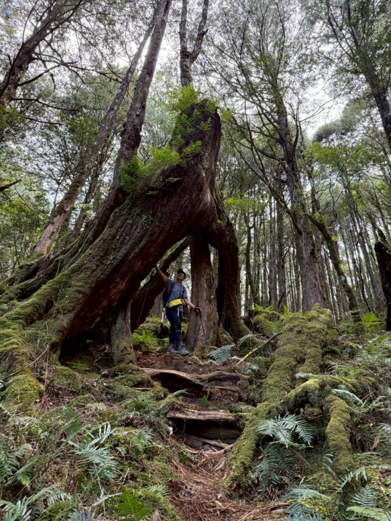 🌈11/15（六）松鶴上八仙山下森林遊樂區✨FB：熊熊趴爬走🌈_2937641