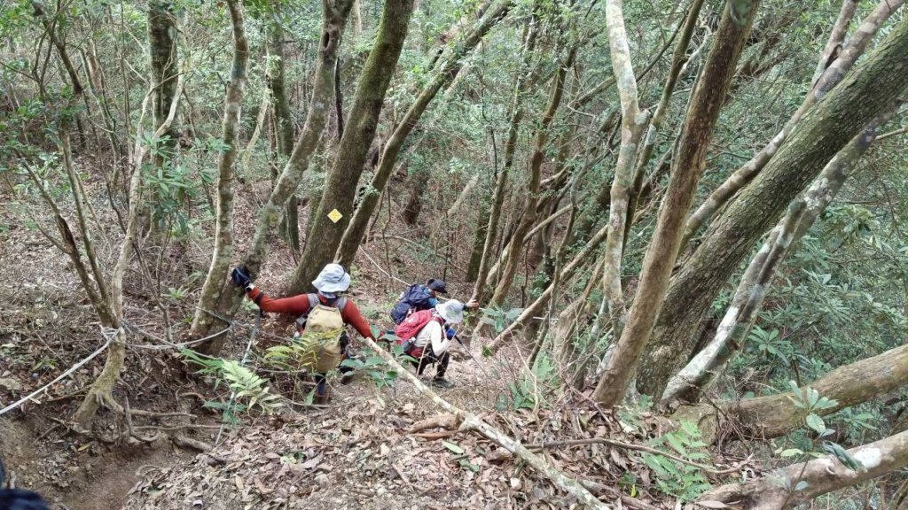 阿冷山 谷關第八雄_2877418