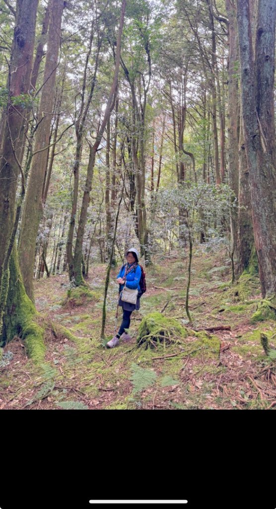 觀霧-檜山巨木群步道_2925552