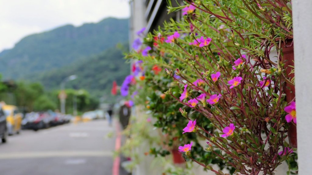 一錢鑽九孔_2531184