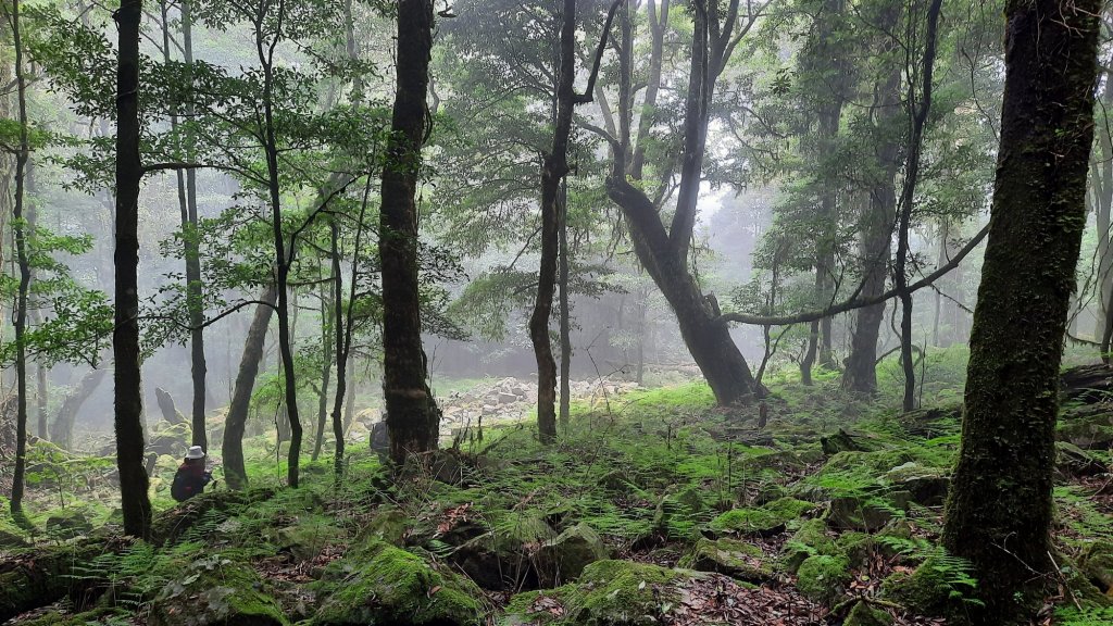 《台中》迷霧巨木為伴｜走訪大雪山船型山20210904_1454250