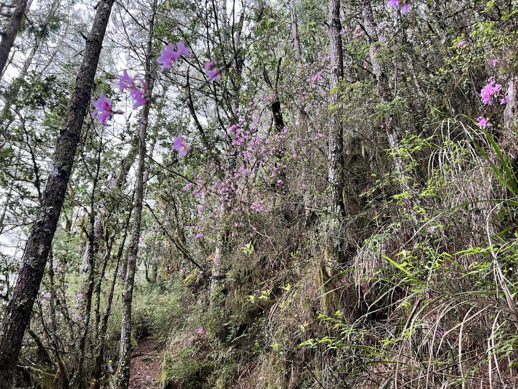 將軍廟上天鑾池上下_2162787