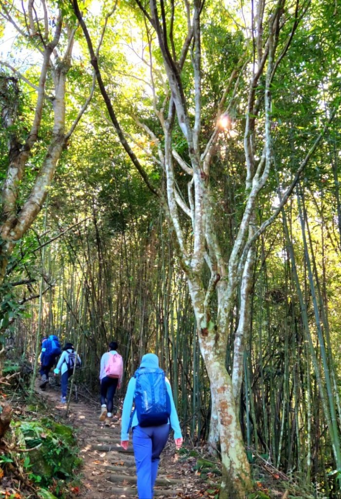 【中級山 】楓紅古戰場，馬那邦山_2741986