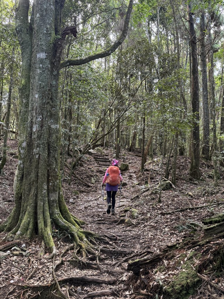 回程下雨的 松鶴上 八仙山 20251025_2925742